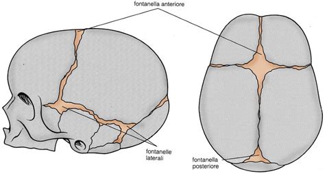 Illustrazione anatomica del cranio di un neonato con le fontanelle