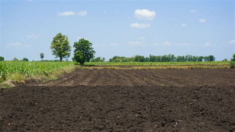 illustrazione di un terreno agricolo rigoglioso e fertile