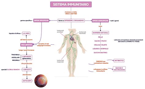 rappresentazione stilizzata del sistema immunitario umano che risponde alla vaccinazione