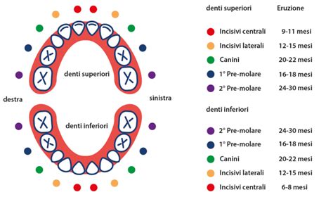Diagramma della sequenza di eruzione dei denti da latte