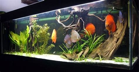 Acquario da riproduzione Discus con cono