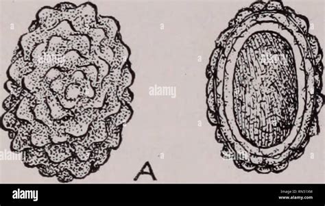 Uova di Discus fecondate e non fecondate
