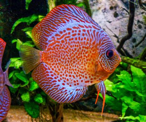 Varietà di colori Discus