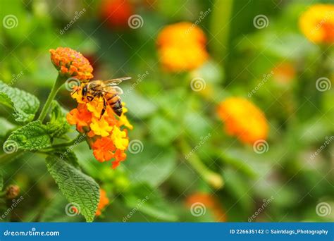 Api che raccolgono resina da una pianta