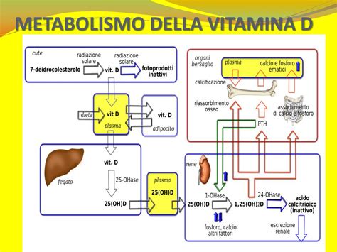 Sintesi e Metabolismo della Vitamina D