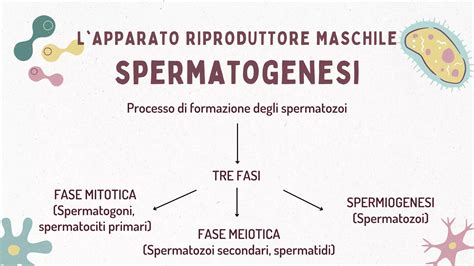 illustrazione schematica dell'apparato riproduttivo maschile e della spermatogenesi