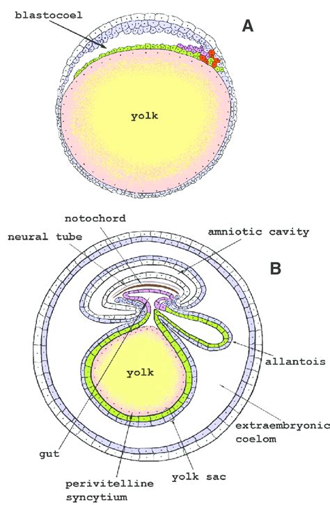 Diagram of yolk sac function and development