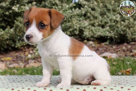 Cuccioli di Jack Russell Terrier che allattano