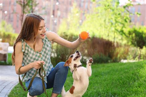 Jack Russell Terrier che gioca all'aperto