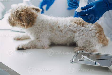 Esame veterinario di un cucciolo