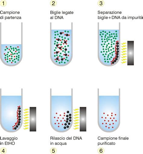 Diagramma dettagliato del processo di estrazione e analisi del DNA fetale