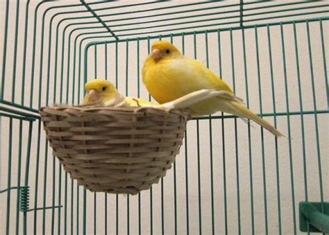 Coppia di canarini in una gabbia con nido