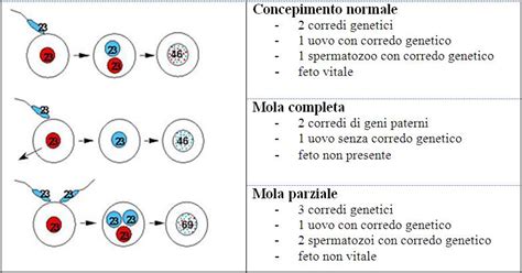 Schema che illustra la differenza tra mola parziale e mola totale