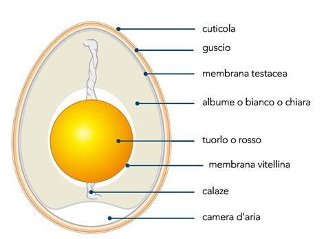 illustrazione tecnica di un uovo visto attraverso lo sperauova, mostrando la rete capillare e la camera d'aria