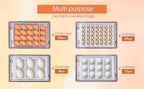 infografica che confronta i giorni di incubazione e i parametri di umidità tra uova di gallina e uova di anatra muta