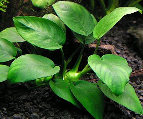 Anubias nana legata a un pezzo di legno