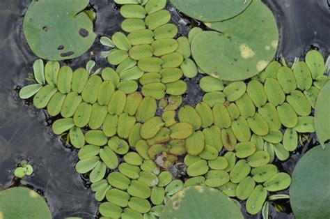 Diverse piante galleggianti in acquario