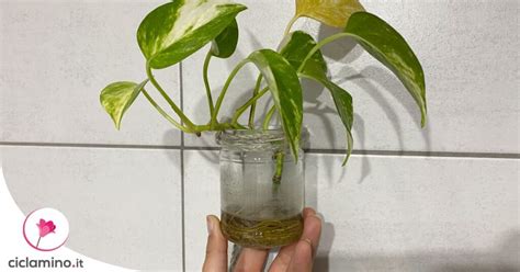 Pianta di Pothos con le radici immerse in un acquario
