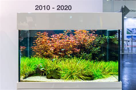 Acquario con fondo in sabbia e piante ben rigogliose