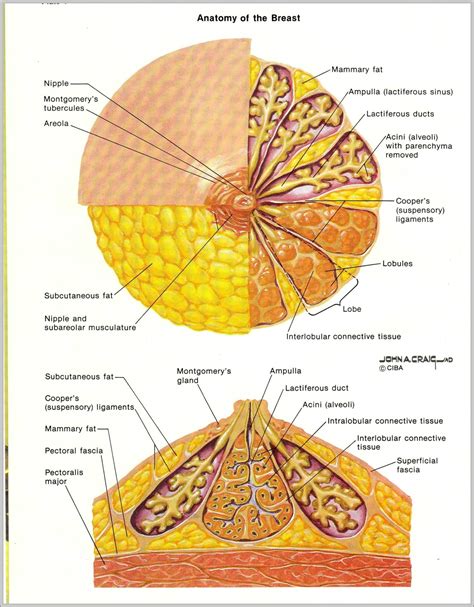 Anatomia dell'areola e capezzolo