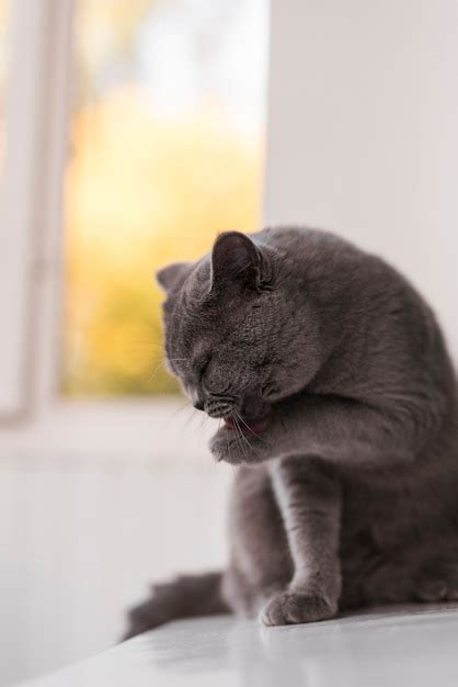 gatto che si lecca la zampa