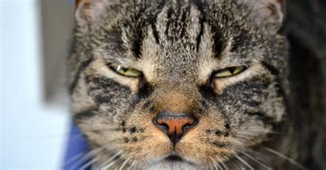 gatto stressato