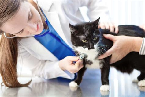 veterinario che visita un gatto