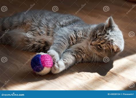 gatto che gioca con un giocattolo