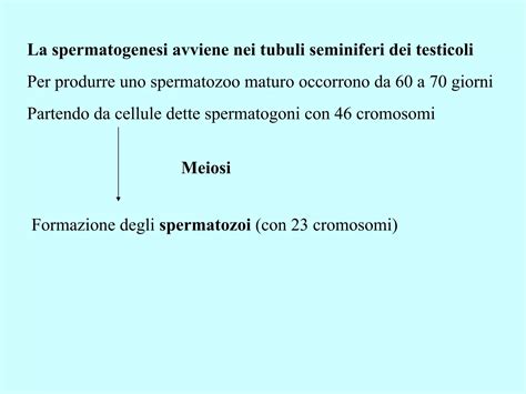 Diagramma che illustra il processo di spermatogenesi e gli effetti dell'invecchiamento