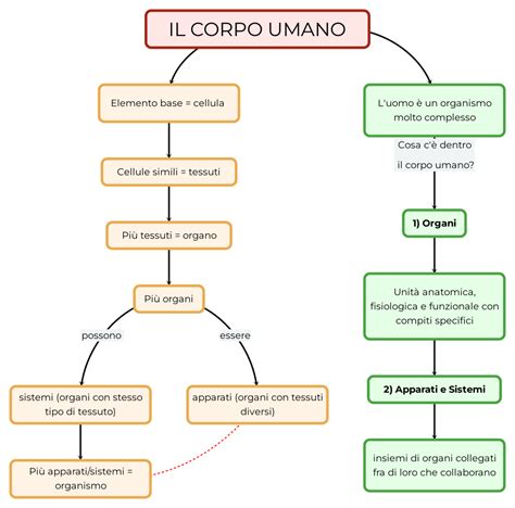 Illustrazione concettuale di un organo umano coltivato in un ambiente animale