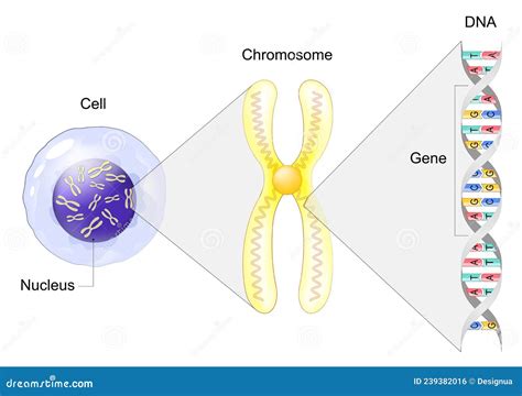 Schema di un cromosoma con gene mutato
