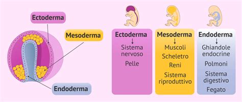 Diagramma dello sviluppo embrionale con i tre foglietti germinativi