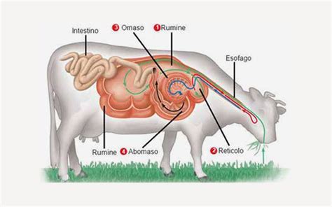 rappresentazione anatomica dell'apparato digerente del vitello in transizione verso la ruminazione