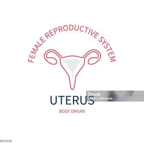 Diagramma del sistema riproduttivo femminile