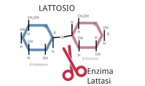 Schema delle diverse forme di intolleranza al lattosio