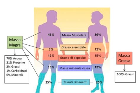infografica sulla composizione corporea e distribuzione del grasso