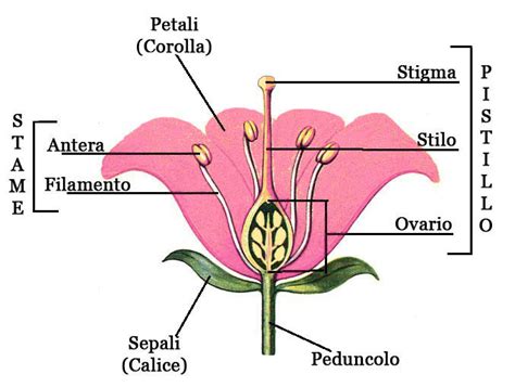 Disegno schematico di un fiore con evidenziati carpello, ovario, stilo e stigma