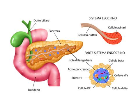 Illustrazione del pancreas e del suo ruolo nella produzione di insulina