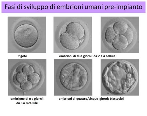 Immagine di embrioni in diversi stadi di sviluppo in laboratorio
