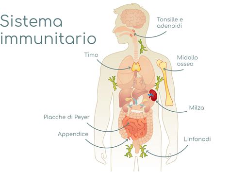 illustrazione schematica del sistema immunitario che combatte un'infezione