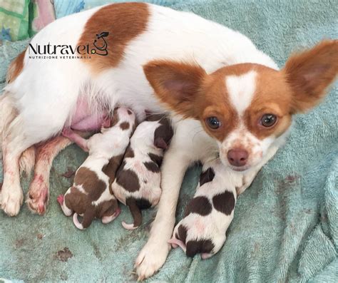 Cagna in allattamento che accudisce i cuccioli in un ambiente domestico sicuro