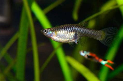 Guppy femmina incinta