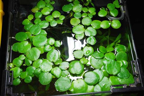Acquario piantumato con piante galleggianti