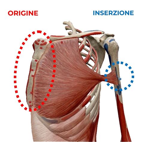 diagramma che illustra la differenza tra inserzione centrale, marginale e velamentosa