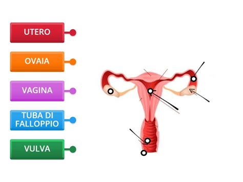 Diagramma apparato genitale femminile