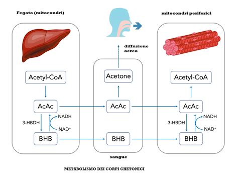 Schema che illustra l'azione dell'acido ialuronico e degli oli emollienti sulla mucosa vaginale