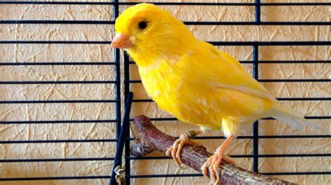 canarino domestico su un posatoio in una gabbia luminosa