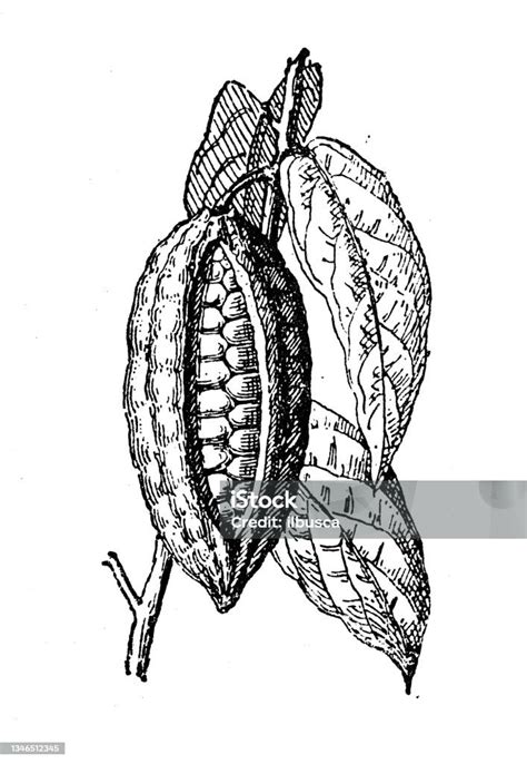 illustrazione antica di un albero di cacao in una foresta mesoamericana