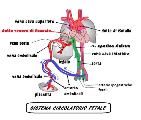 rappresentazione schematica del sistema circolatorio fetale umano con evidenza del dotto di Aranzio, forame ovale e dotto di Botallo
