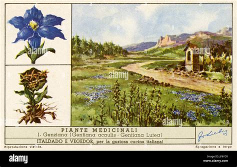Piante tradizionalmente associate alla fertilità nell'erboristeria antica